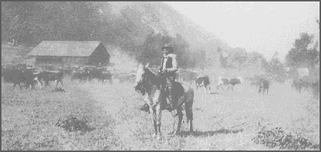 Picture of cattle drover in upper Mojave area