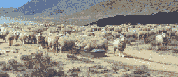 Picture of flock of sheep