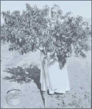 Photo of Harriet 
picking peaches