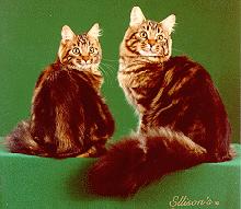 Pedigreed kittens for sale, 
go to our website